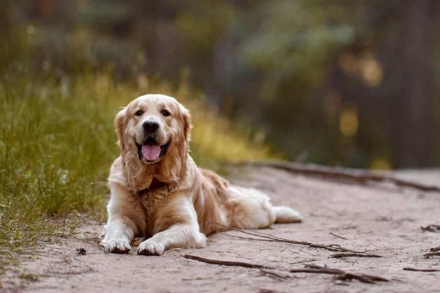 Golden retriever rust tijdens het buiten spelen