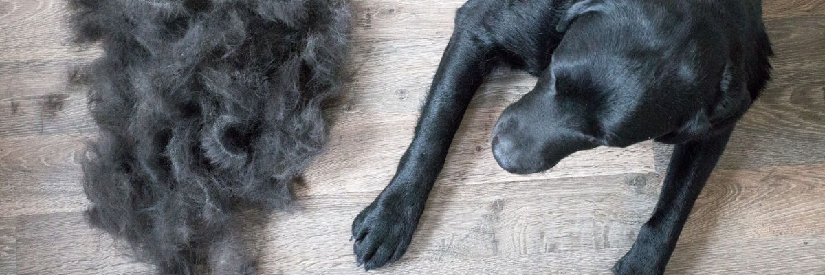 Waarom verliest mijn hond zoveel haar? 