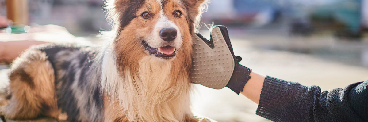 Help, mijn hond verliest veel haar!