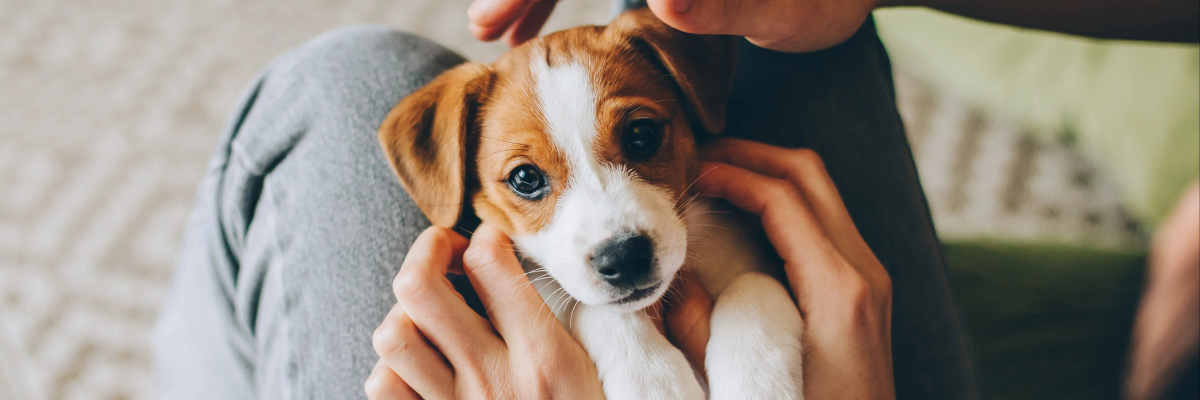 Nieuwe puppy verwelkomen