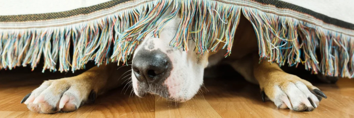 Hoe kalmeer je een kat of hond die bang is van onweer of vuurwerk?