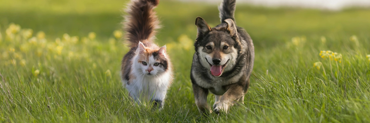 In 2025 beginnen honden- en kattennamen met de letter …