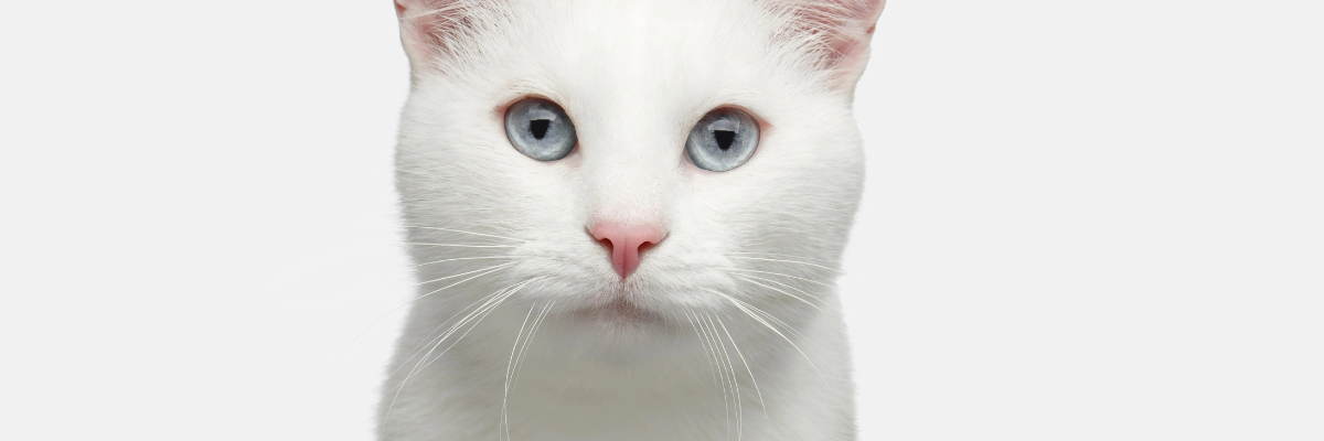 Waar je kattenbak plaatsen? Volg de checklist van Catsan!
