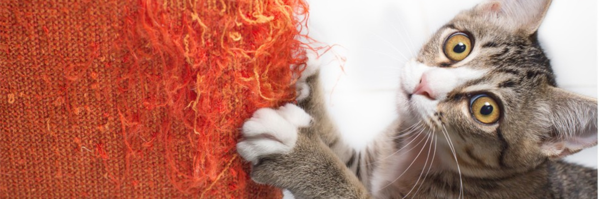 Help, mijn kat krabt aan de zetel!