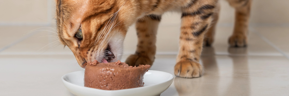Is natvoer voor je kat een must?