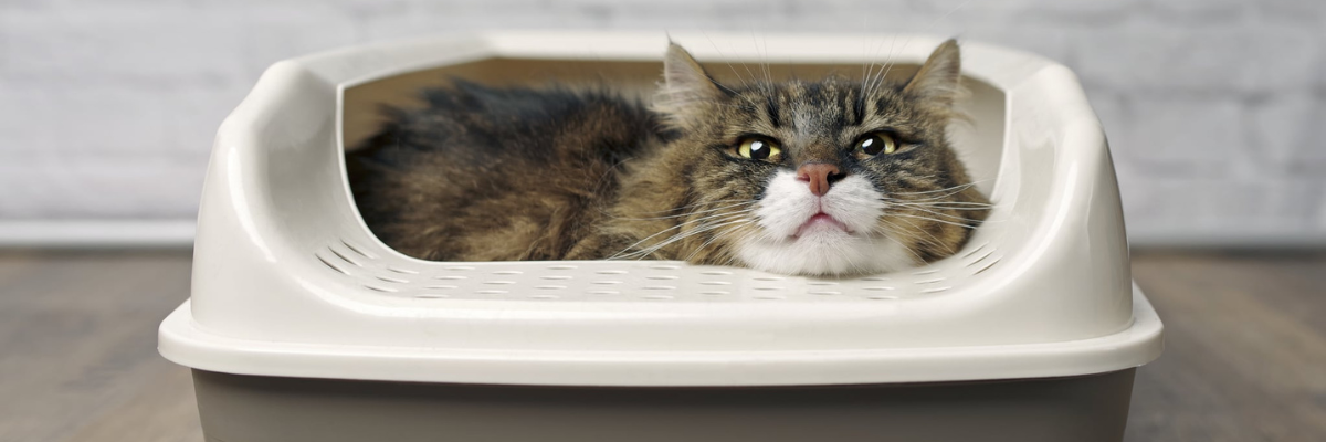 Een kat en haar kattenbak: de 8 geboden