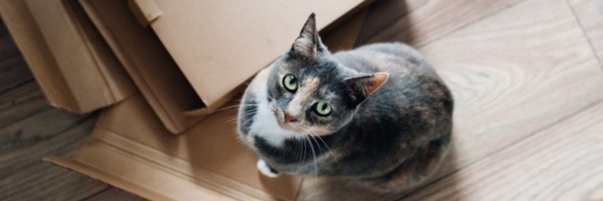 Help, ik verhuis met mijn kat! 14 tips om het zen te houden