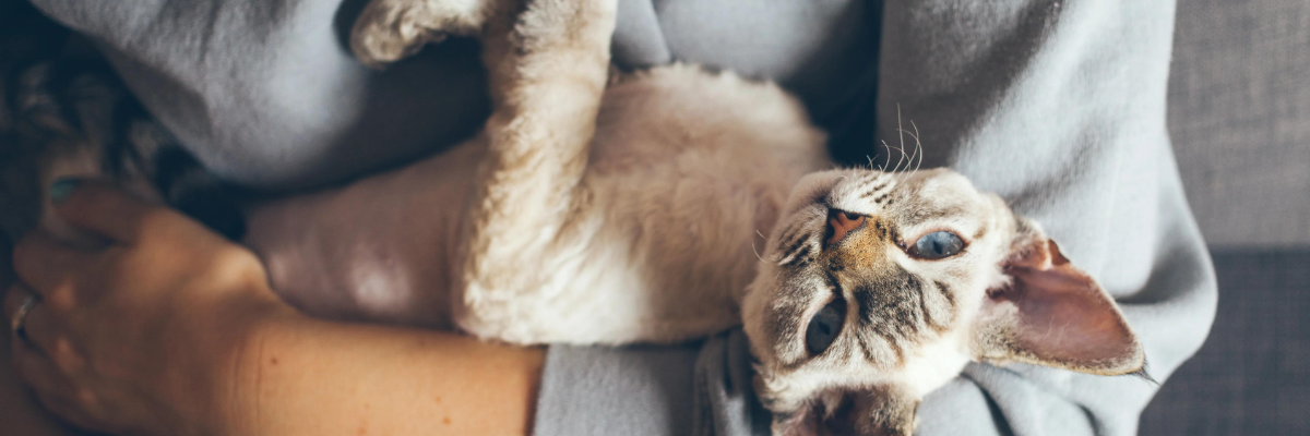 Mijn kat verveelt zich: 6 oplossingen