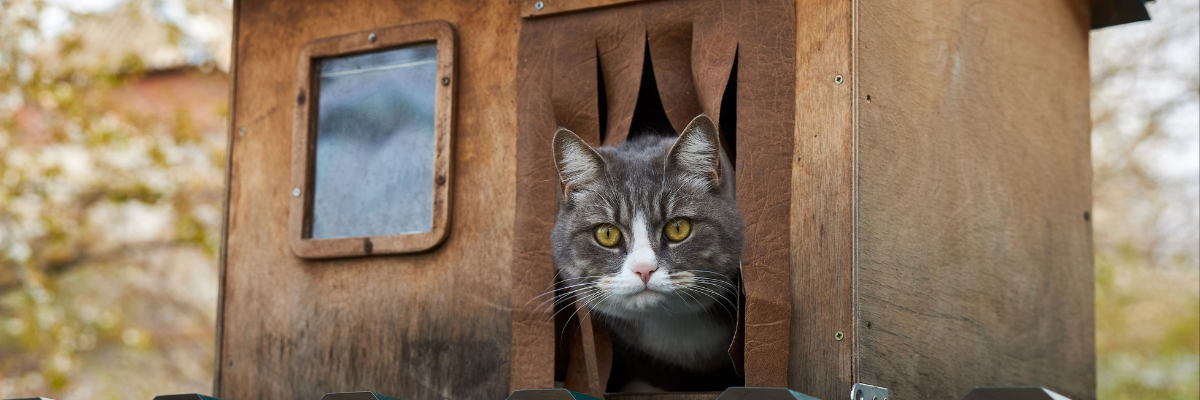 DIY: een kattenhuis voor zwerfkatten in de winter