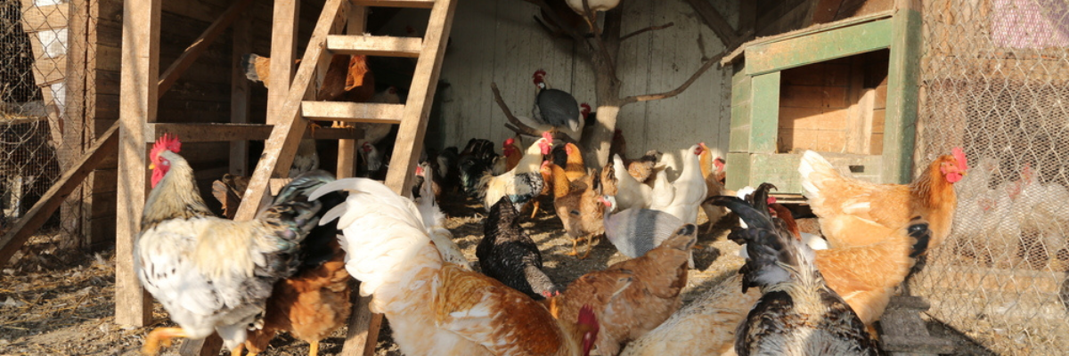 't Is lente: tijd om het kippenhok te reinigen!