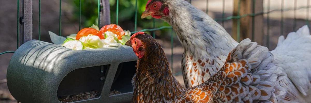 Kippen houden? 6 tips voor een gelukkige kip