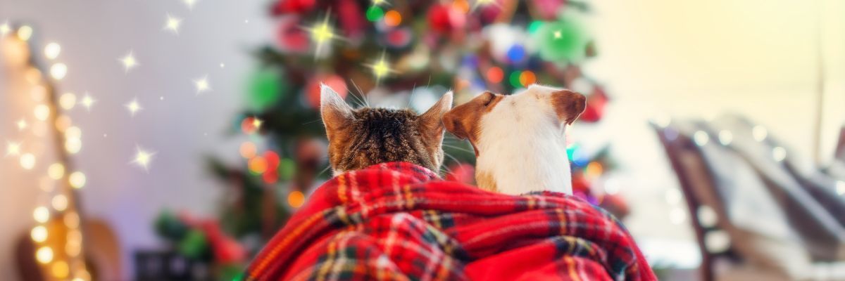 chat et chien profitant d’une soirée festive