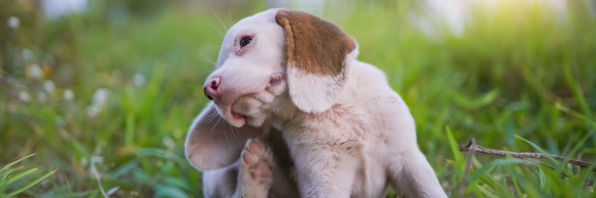 ontvlooien puppy