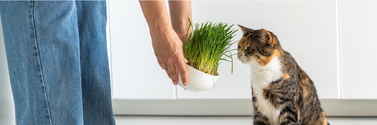 kattengras voordelen kat