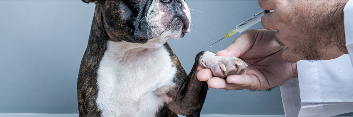Wat moet je weten over puppyvaccinaties?