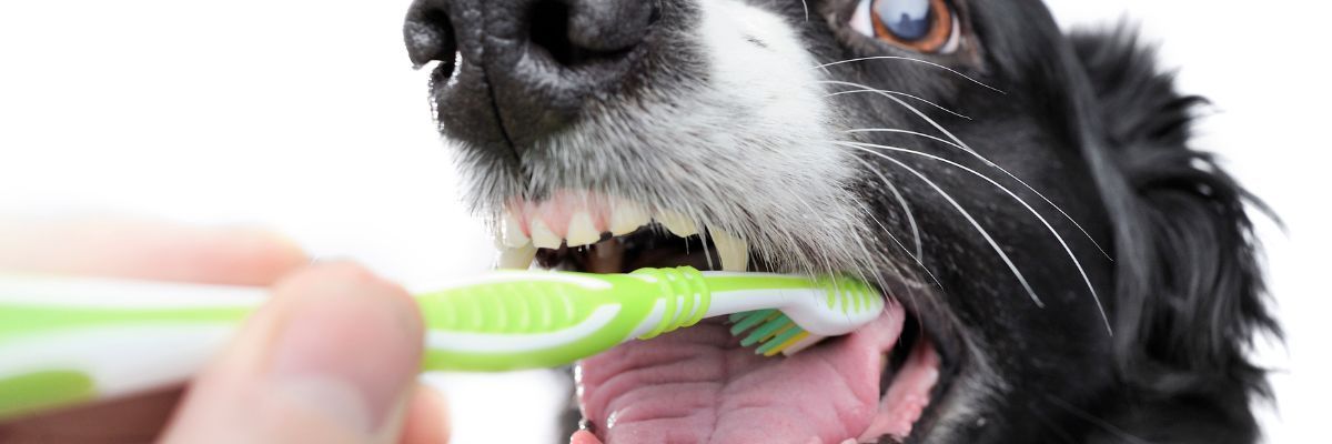 Hond tandenborstel
