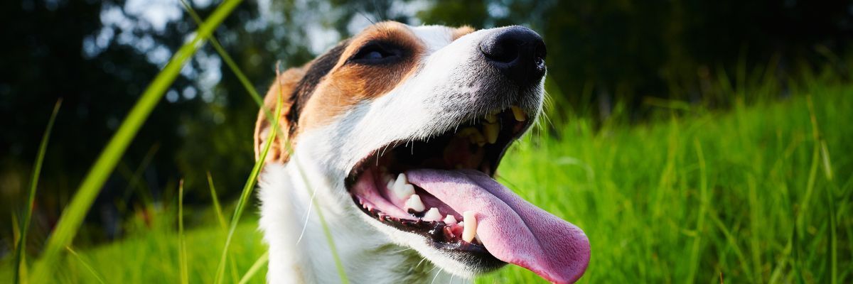 hond adem