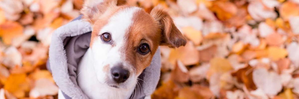 Een jas voor je hond