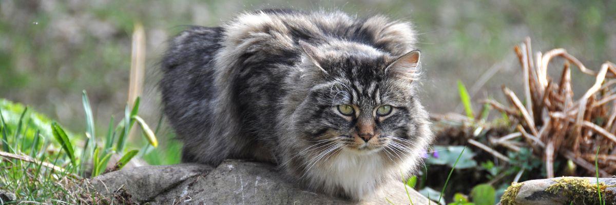 Noorse Boskat op een heuveltje in de natuur