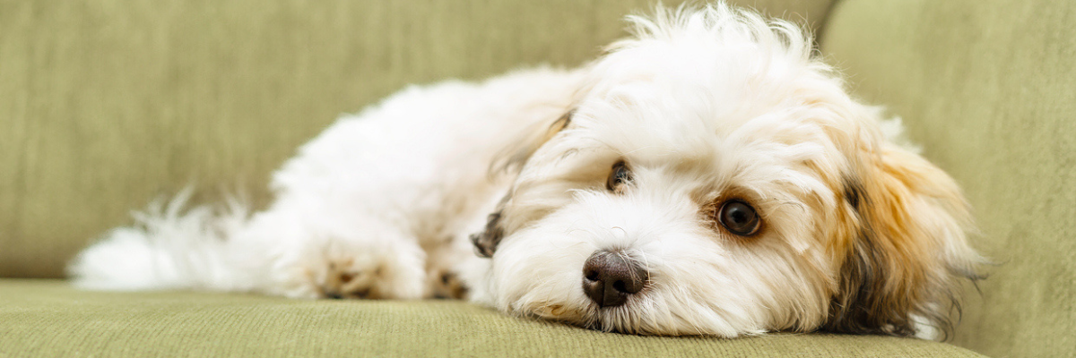 Mettre en place un régime d’élimination