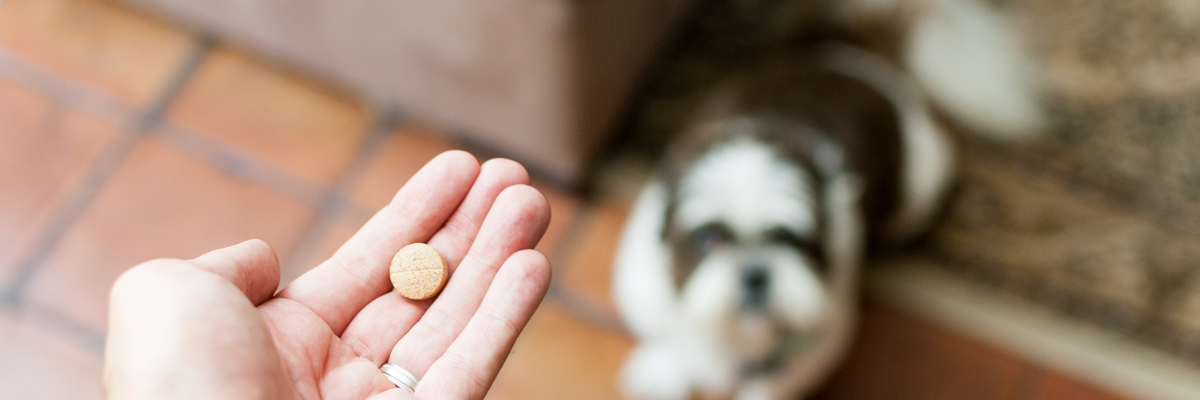 Ontwormen hond