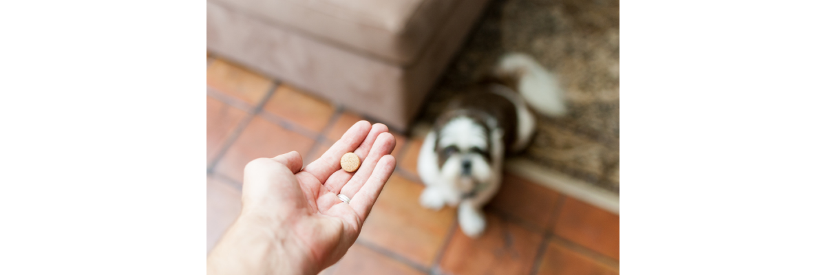 Je hond ontwormen