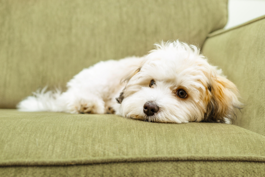Mettre en place un régime d’élimination