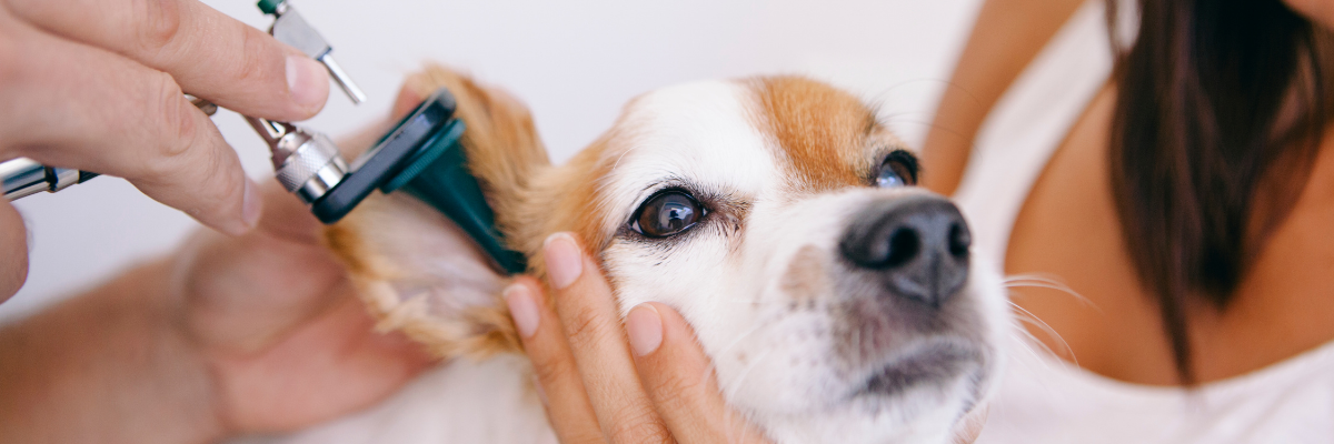 Oorontsteking bij de hond 