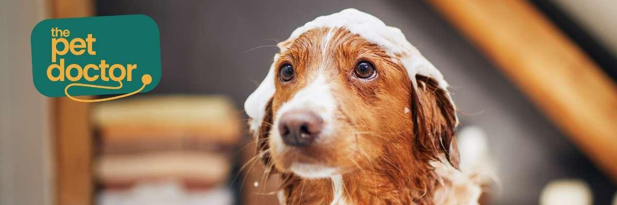 Mijn hond heeft een gevoelige huid, hoe was ik hem best?