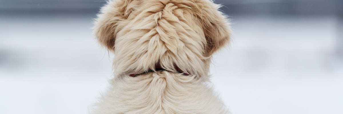 Peau sèche et pelage terne chez les chiens
