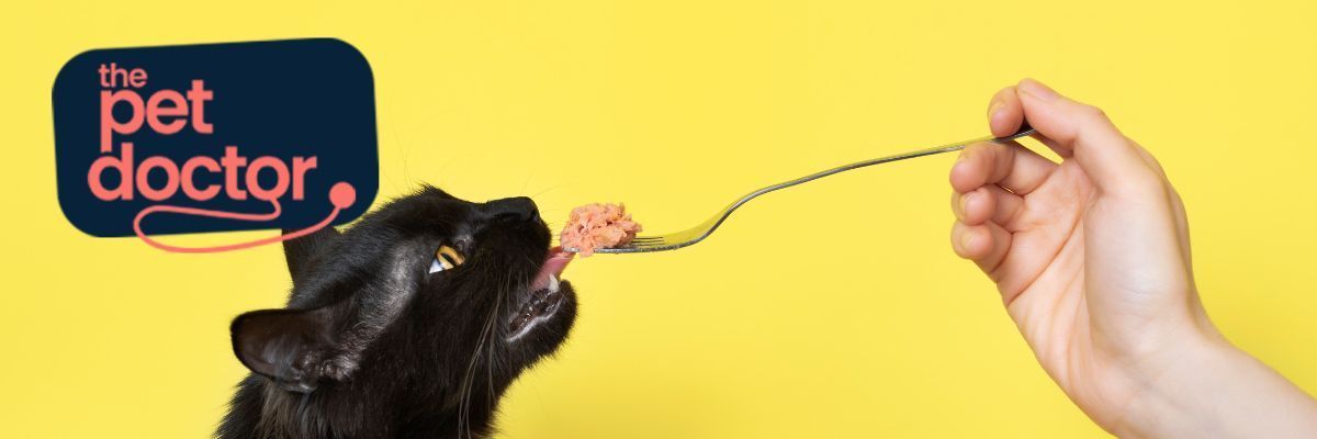 Voedingsadvies katten