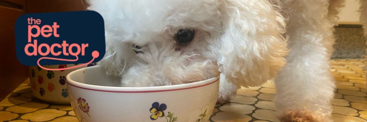 Voedingsadvies honden