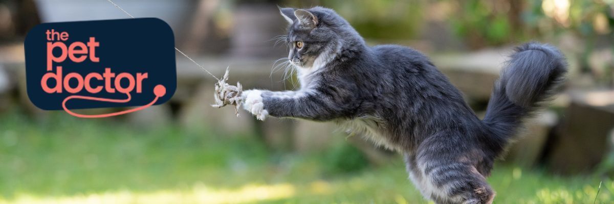 spelende kat