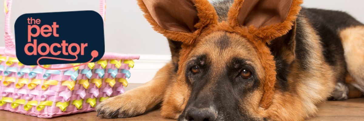 Puis-je donner un œuf de Pâques en chocolat à mon chien ?
