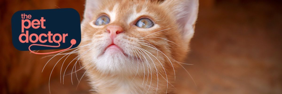 kattenacne
