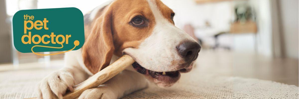 Welke snacks kies ik voor mijn hond met overgewicht?