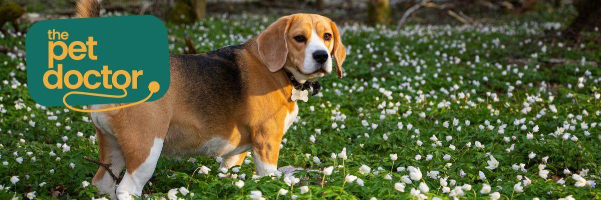 Moet ik mijn hond met overgewicht iets geven voor zijn gewrichten?