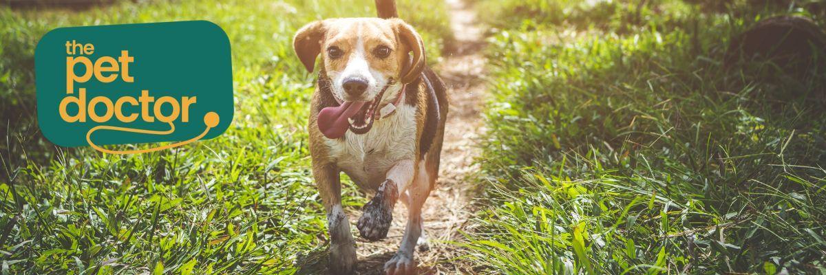 Hoe laat je je hond voldoende bewegen?