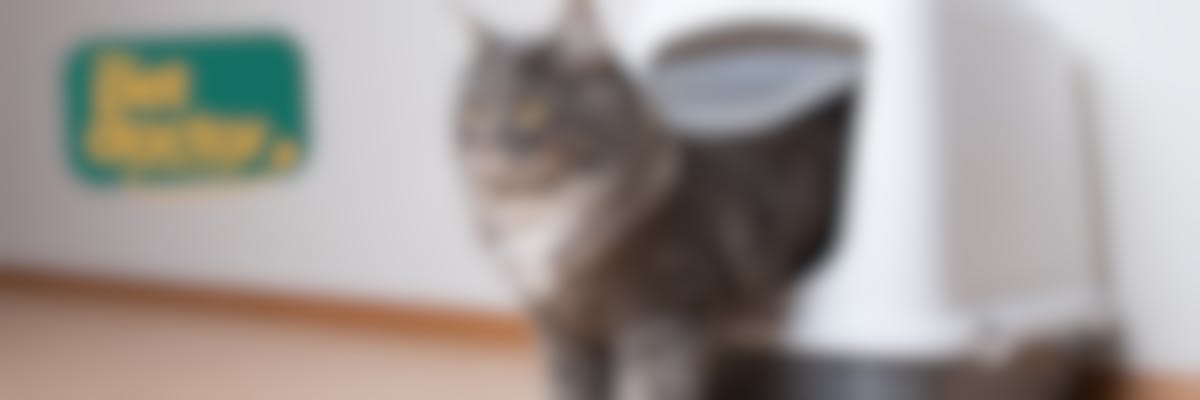 Hoe merk ik een blaasprobleem op bij mijn kat?