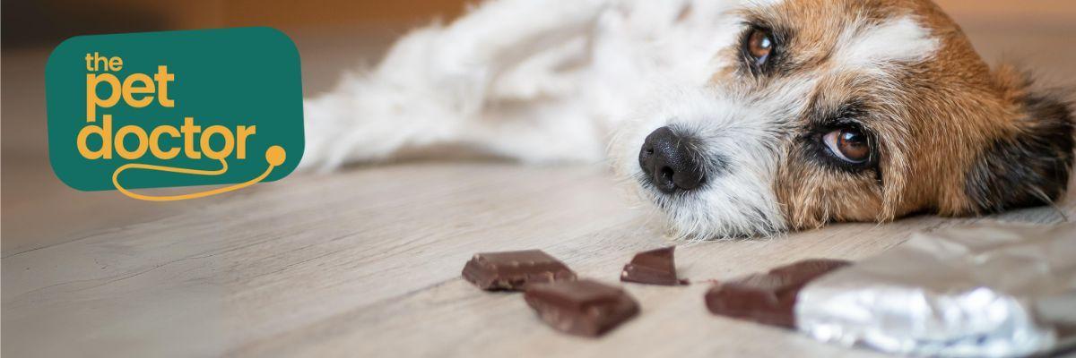 Mag ik mijn hond een chocolade paaseitje geven?