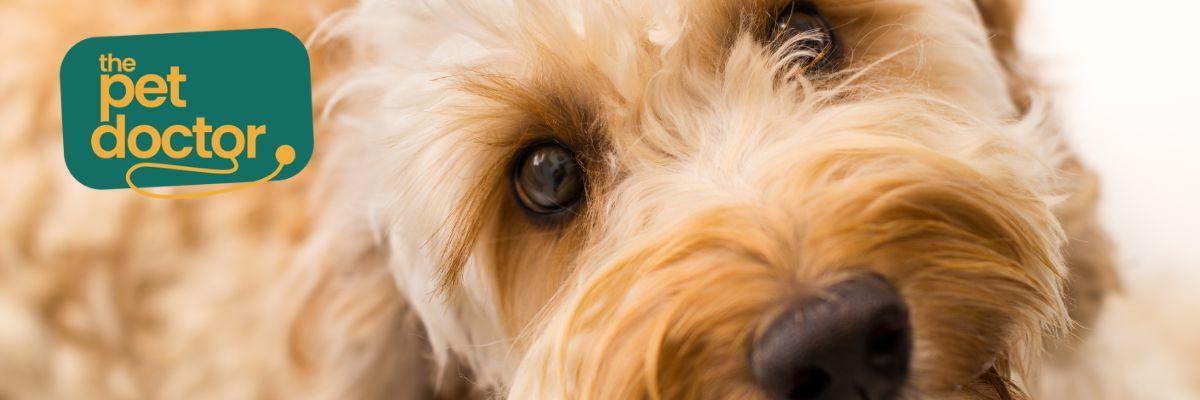 Hoe hond beschermen tegen wormen?