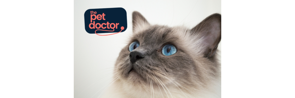 empêcher mon chat de quémander pour de bonnes habitudes