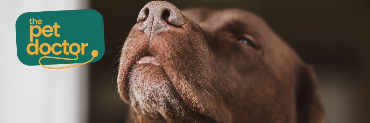 Hoe omgaan met bedelgedrag van hond