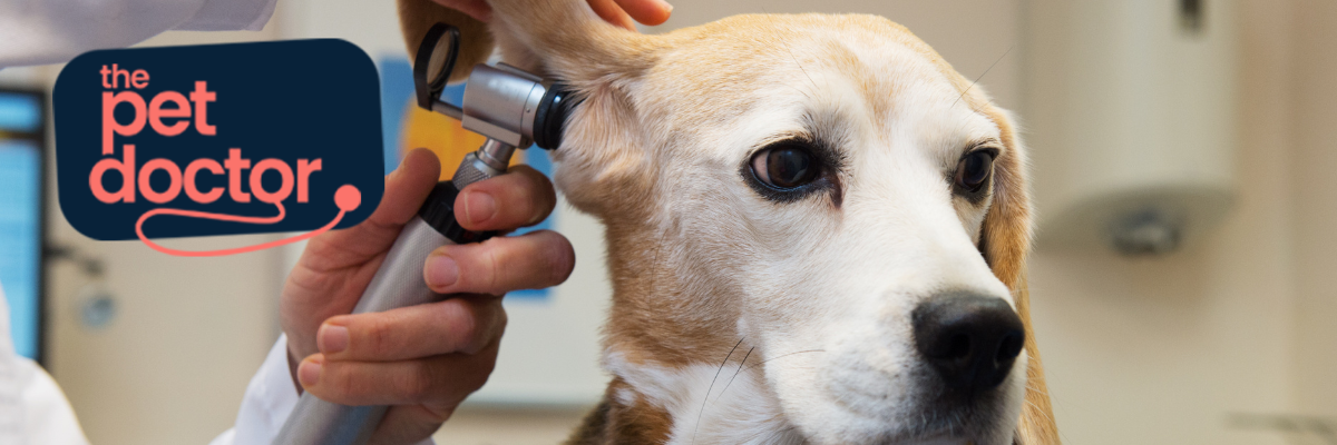 Nettoyer les oreilles de son chien : nos conseils vétérinaires