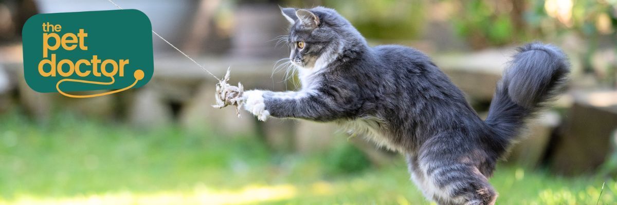 spelende kat