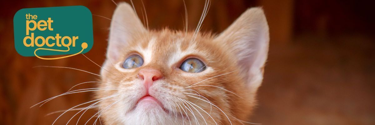 kattenacne