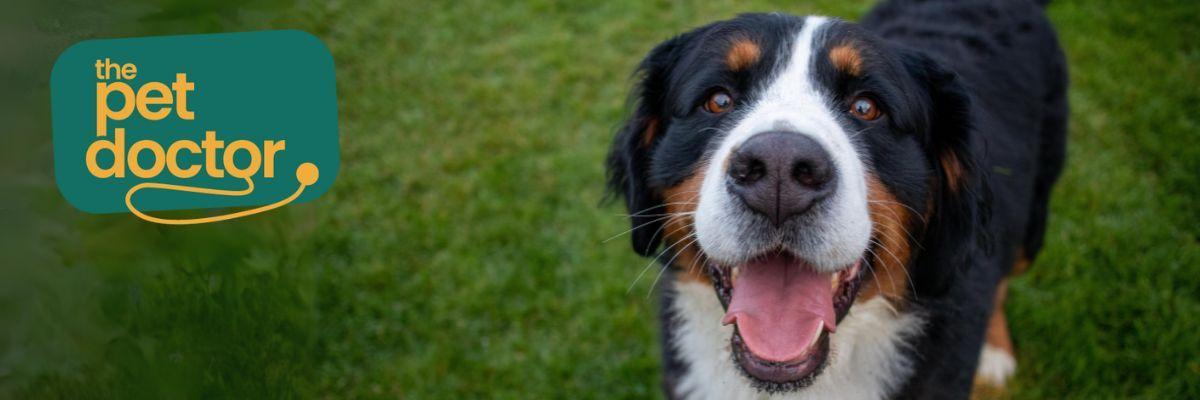 Kan ik de spijsvertering van mijn hond verbeteren met supplementen?