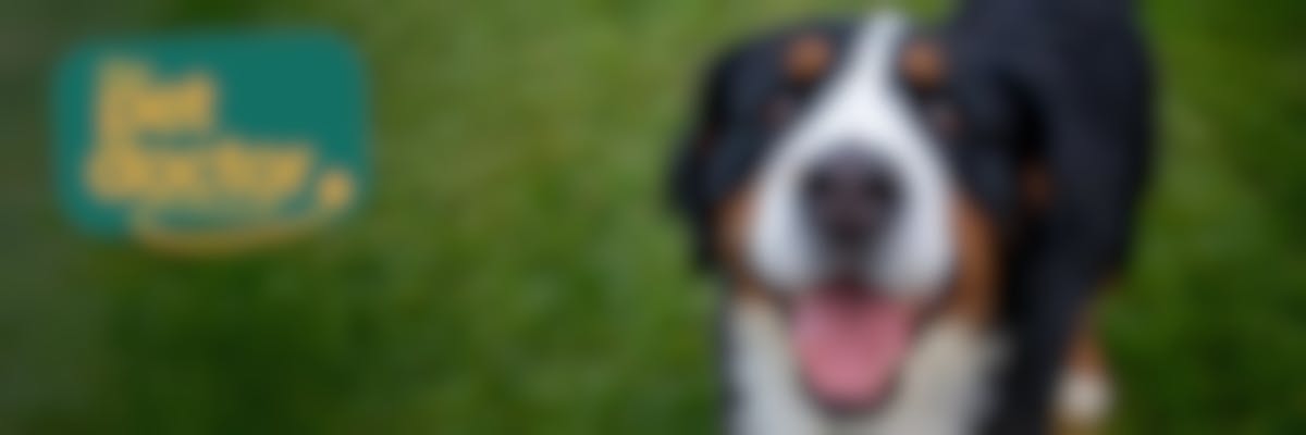 Kan ik de spijsvertering van mijn hond verbeteren met supplementen?