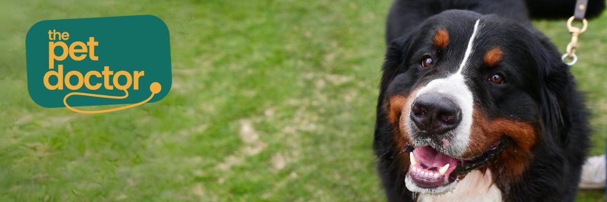 Hoe stress invloed heeft op de spijsvertering van je hond en wat je kunt doen