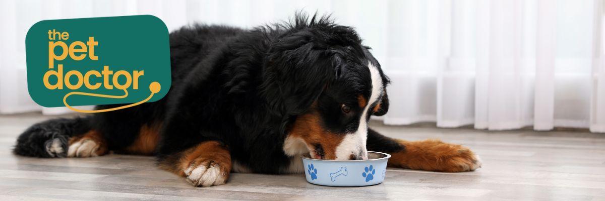 Mijn hond heeft een spijsverteringsprobleem, mag hij nog natvoer krijgen?